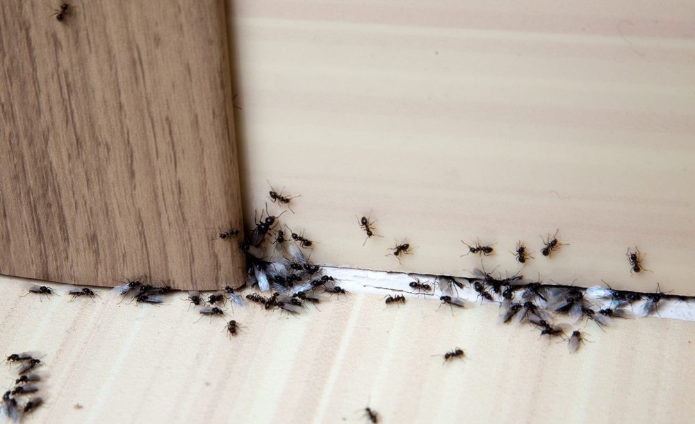 The Points of the Most Efficient Pest Control Company