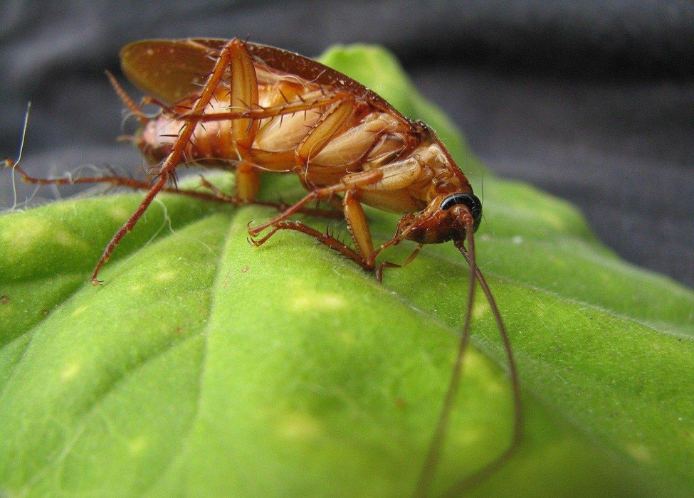 These 5 Common Pitfalls Might Be Causing Your Home Prone To Pest
