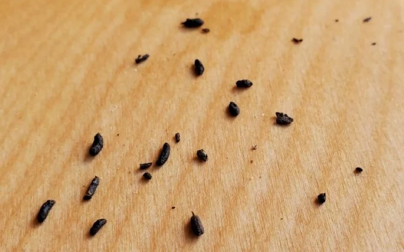 close-up view of cigarette beetle droppings on a wooden surface